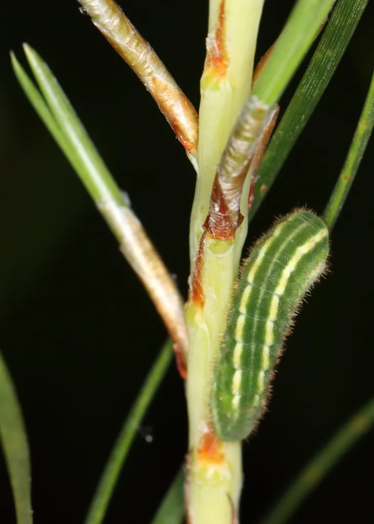 Eastern pine elfin caterpillar