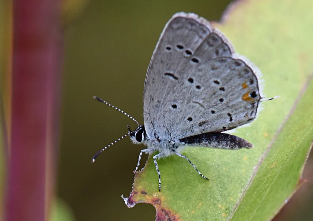 Eastern tailed-blue (Cupido comyntas)