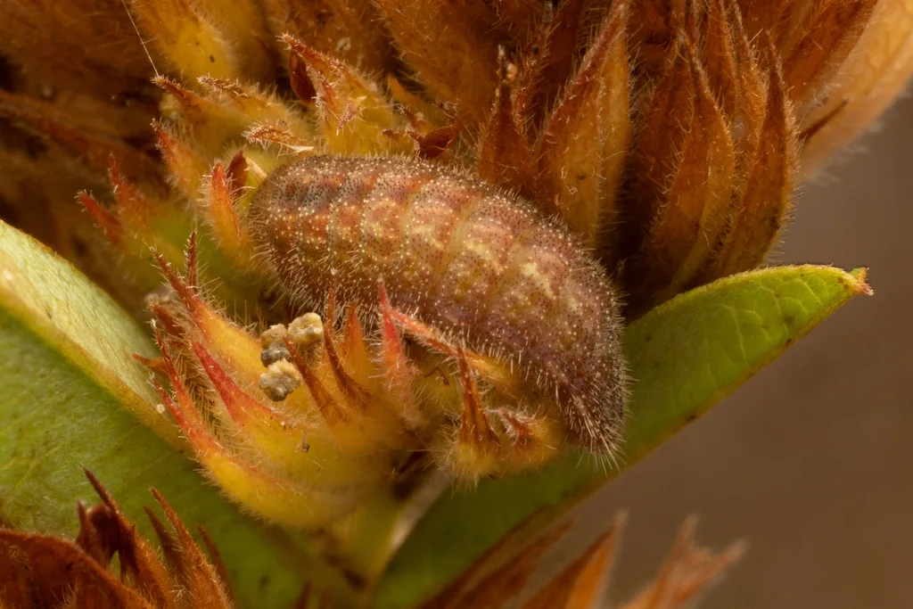Eastern tailed-blue caterpillar
