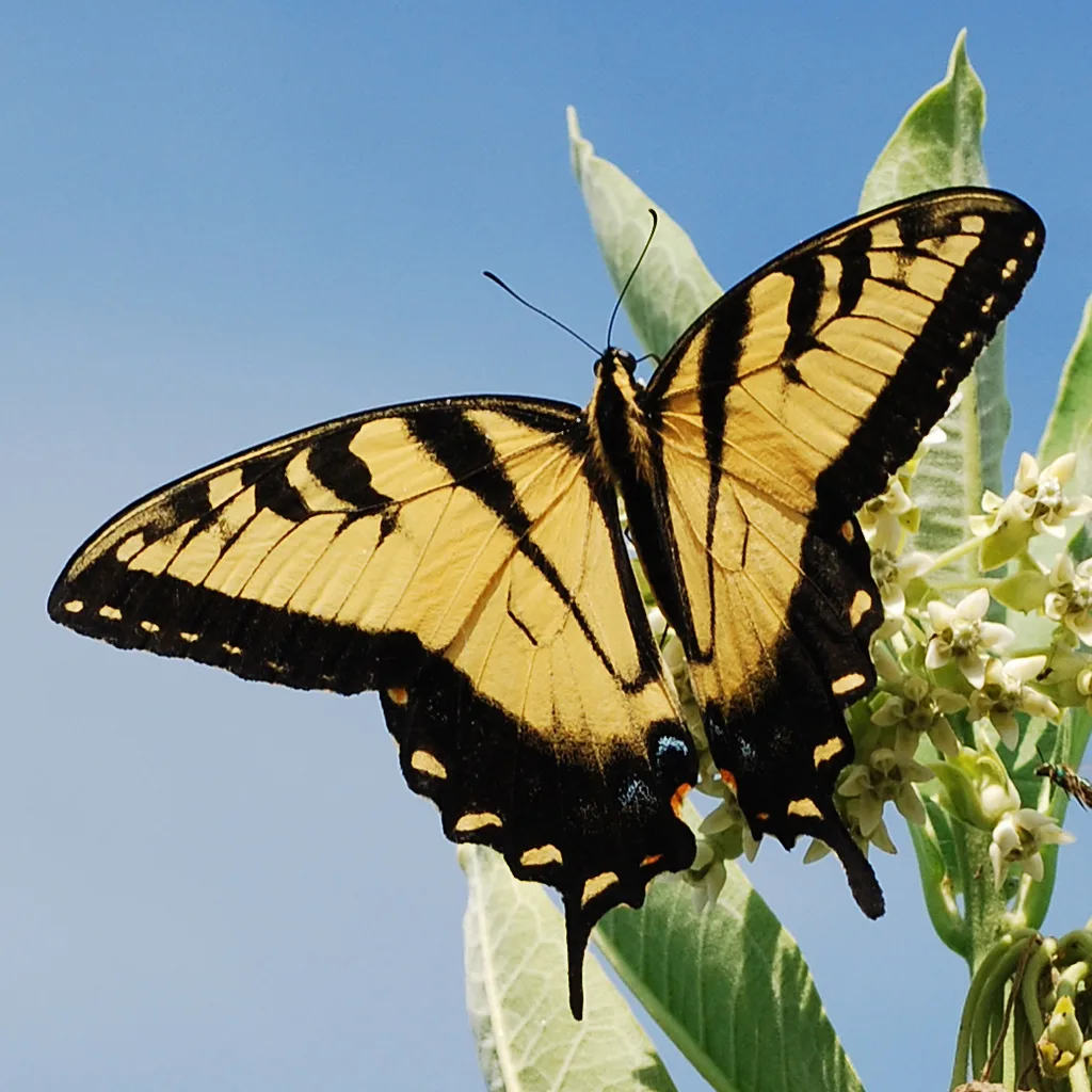 Eastern tiger swallowtail (Papilio glaucus)