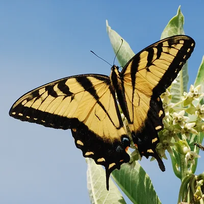 Eastern tiger swallowtail (Papilio glaucus)
