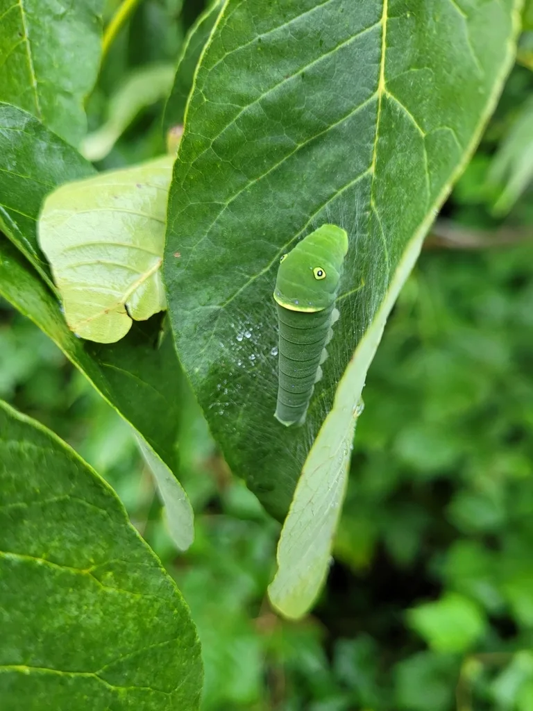 Eastern tiger swallowtail caterpillar