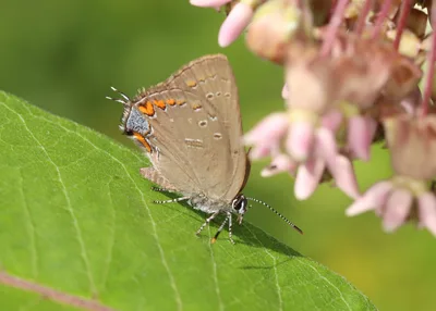 Edwards' hairstreak (Satyrium edwardsii)