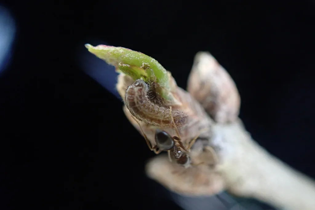 Edwards' hairstreak caterpillar