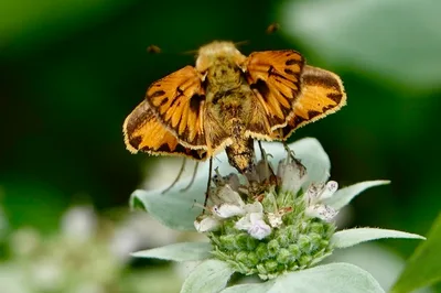 Fiery skipper (Hylephila phyleus)