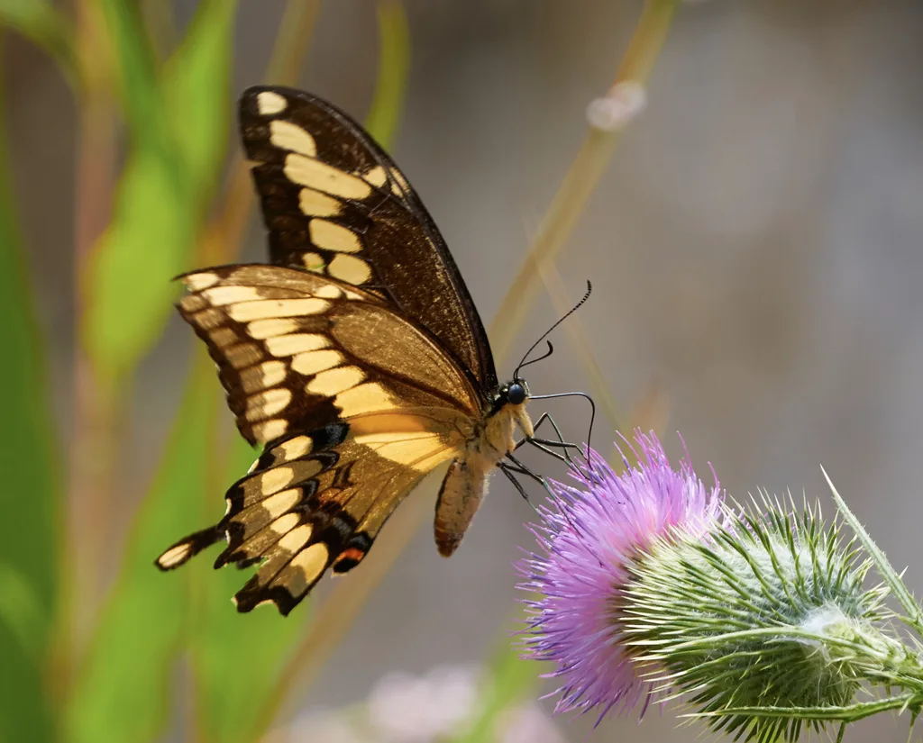 Giant swallowtail (Papilio cresphontes)