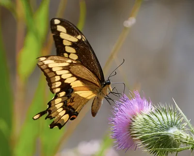 Giant swallowtail (Papilio cresphontes)