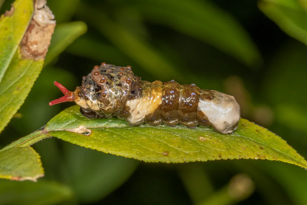 Giant swallowtail caterpillar