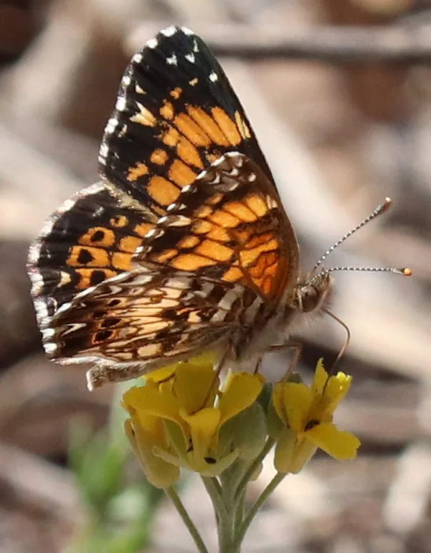Gorgone checkerspot (Chlosyne gorgone)
