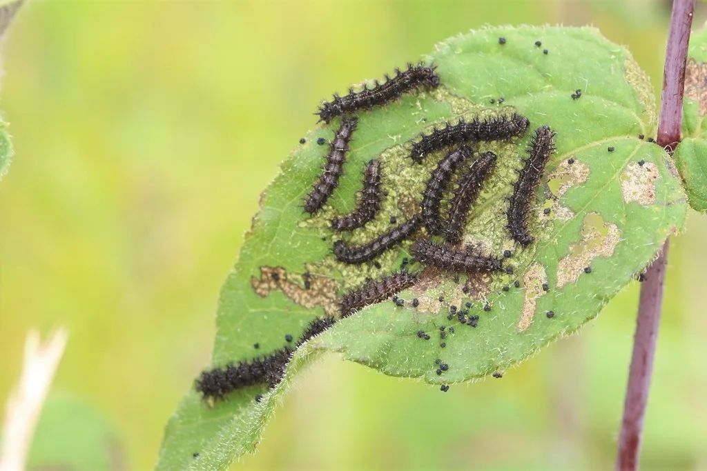 Gorgone checkerspot caterpillar