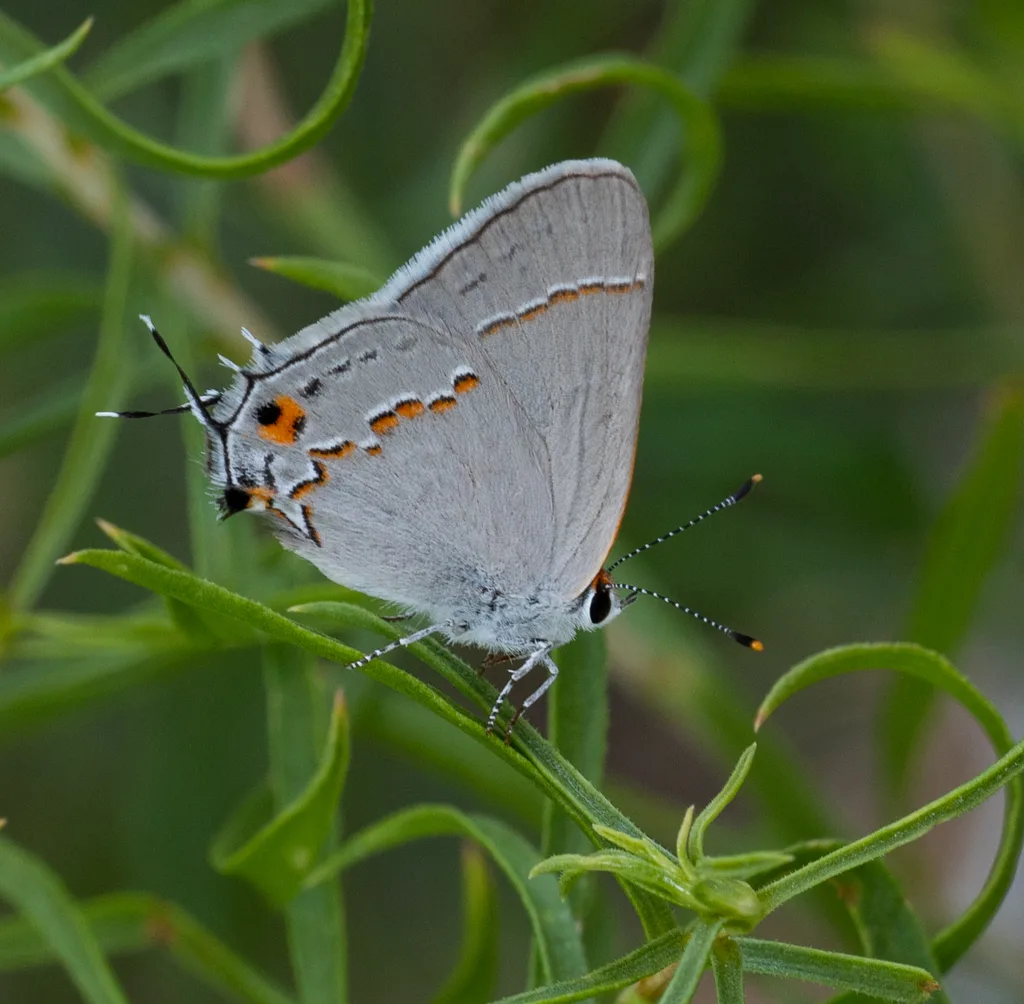 Gray hairstreak (Strymon melinus)
