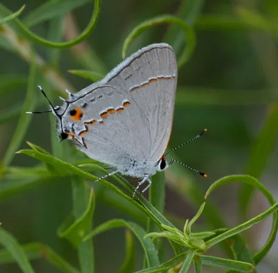 Gray hairstreak (Strymon melinus)