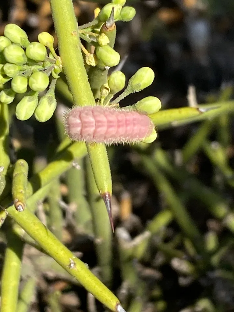Gray hairstreak caterpillar
