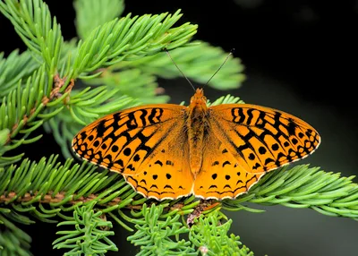 Great spangled fritillary (Argynnis cybele)