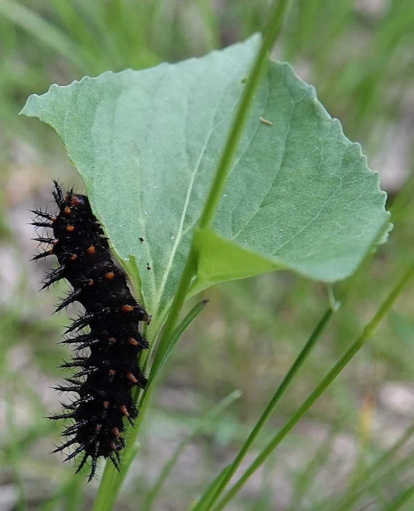 Great spangled fritillary caterpillar