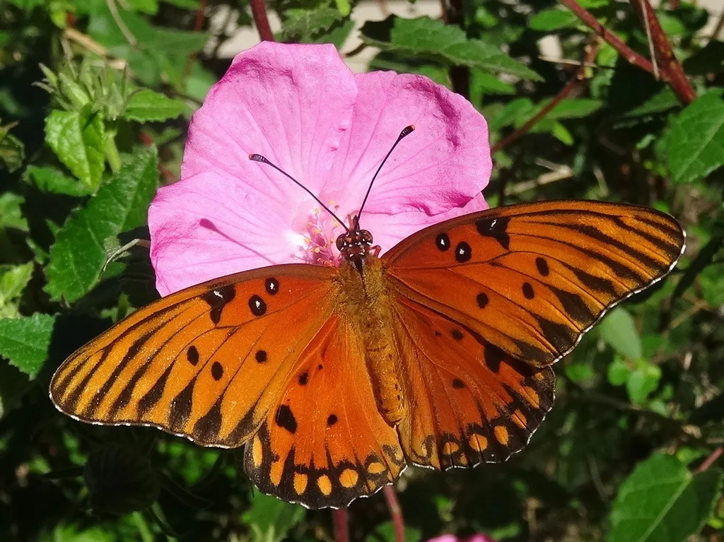 Gulf fritillary (Dione vanillae)