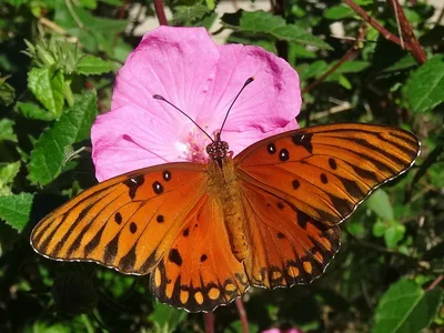 Gulf fritillary (Dione vanillae)