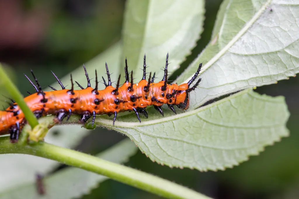 Gulf fritillary caterpillar