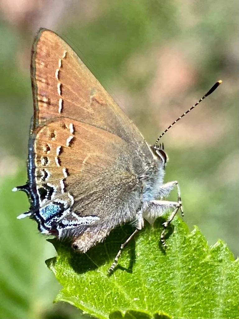 Hedgerow hairstreak (Satyrium saepium)