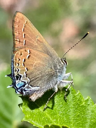 Hedgerow hairstreak (Satyrium saepium)
