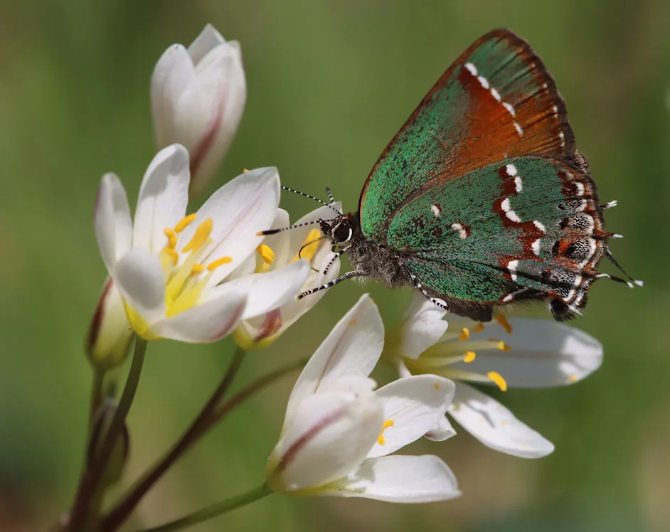 Juniper hairstreak (Callophrys gryneus)