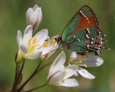 Juniper hairstreak (Callophrys gryneus)