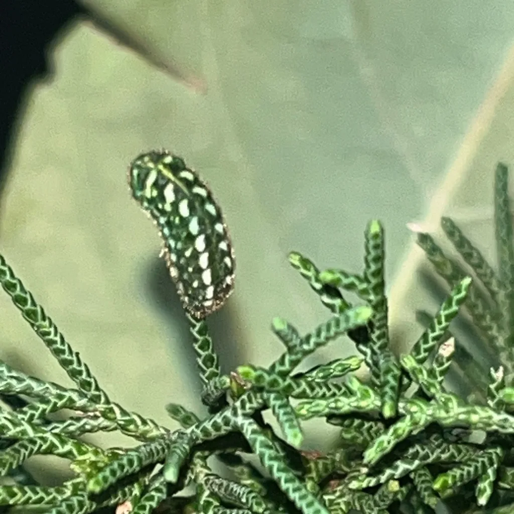 Juniper hairstreak caterpillar