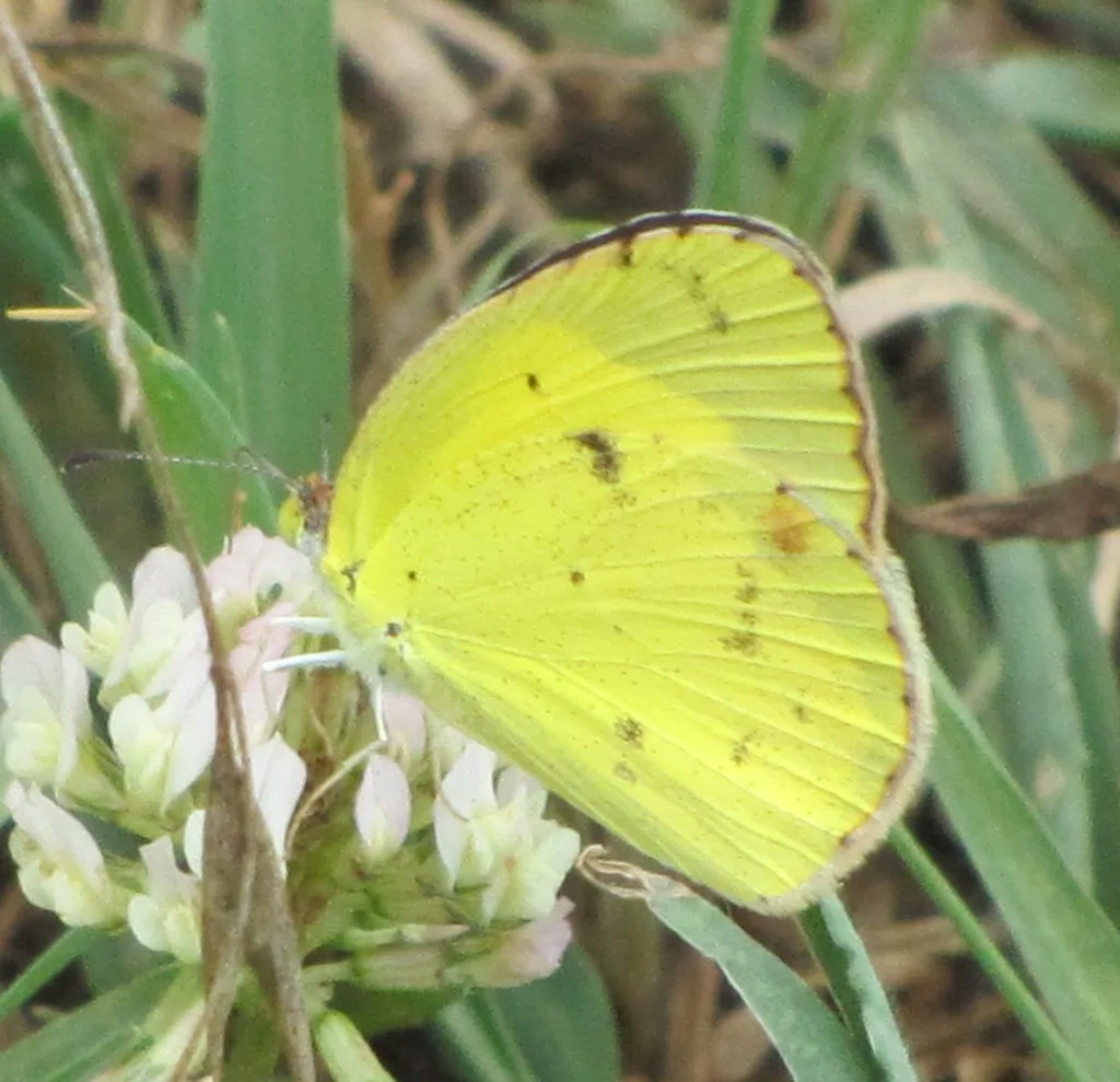 Little yellow (Pyrisitia lisa)