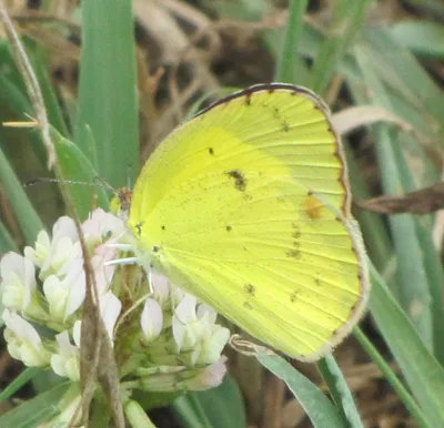 Little yellow (Pyrisitia lisa)