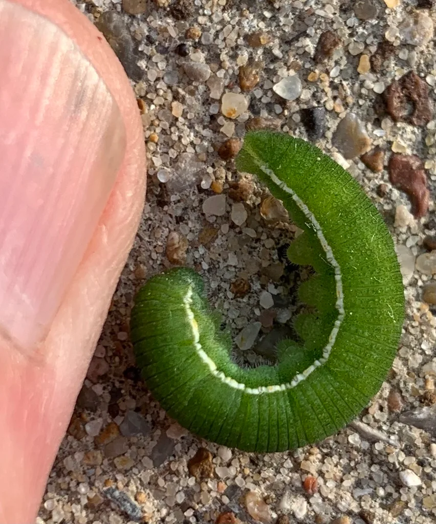 Little yellow caterpillar