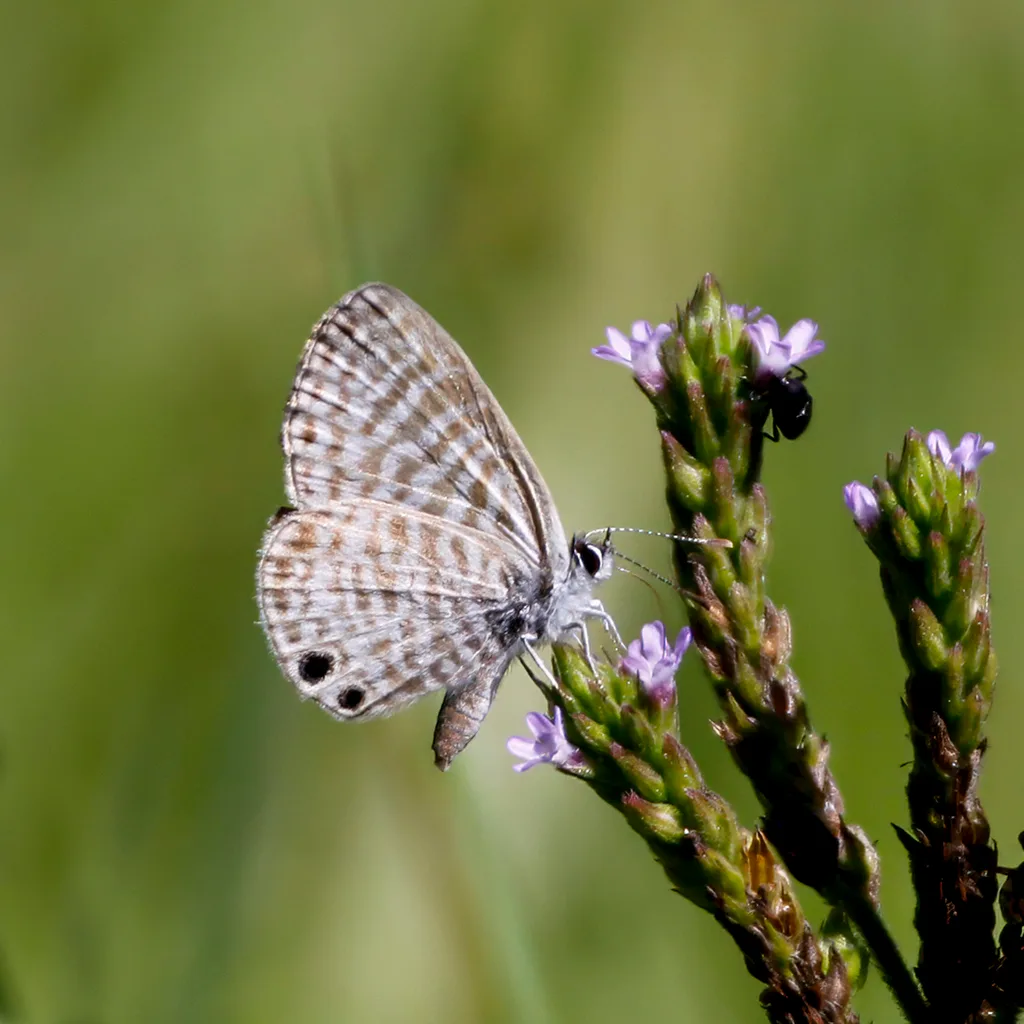 Marine blue (Leptotes marina)
