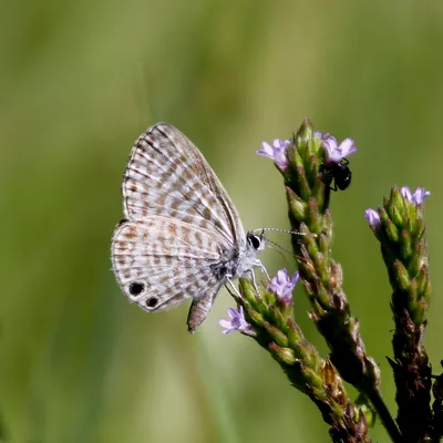 Marine blue (Leptotes marina)