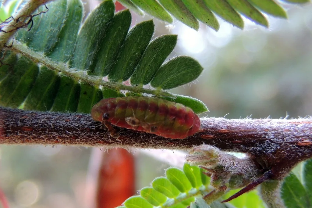 Marine blue caterpillar