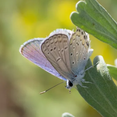 Melissa blue (Plebejus melissa)