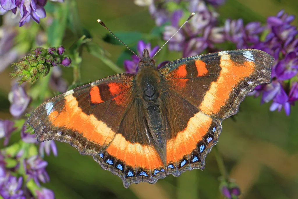 Milbert's tortoiseshell (Aglais milberti)