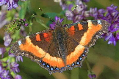 Milbert's tortoiseshell (Aglais milberti)