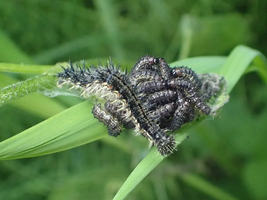 Milbert's tortoiseshell caterpillar