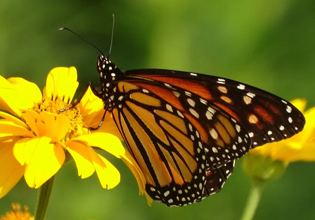 Monarch butterfly (Danaus plexippus)