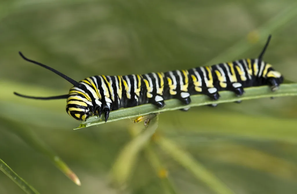 Monarch butterfly caterpillar