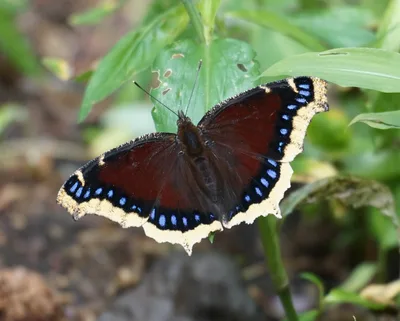 Mourning cloak (Nymphalis antiopa)