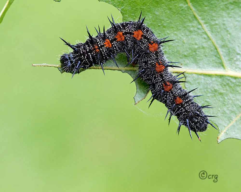Mourning cloak caterpillar