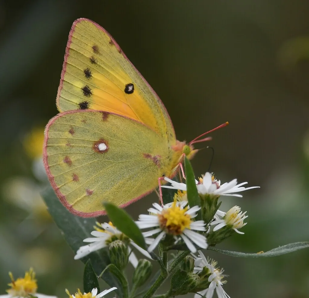 Orange sulphur (Colias eurytheme)