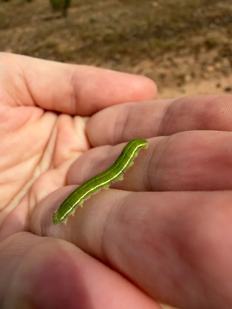 Orange sulphur caterpillar
