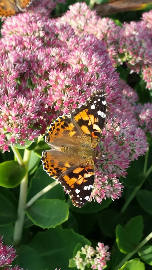 Painted lady (Vanessa cardui)