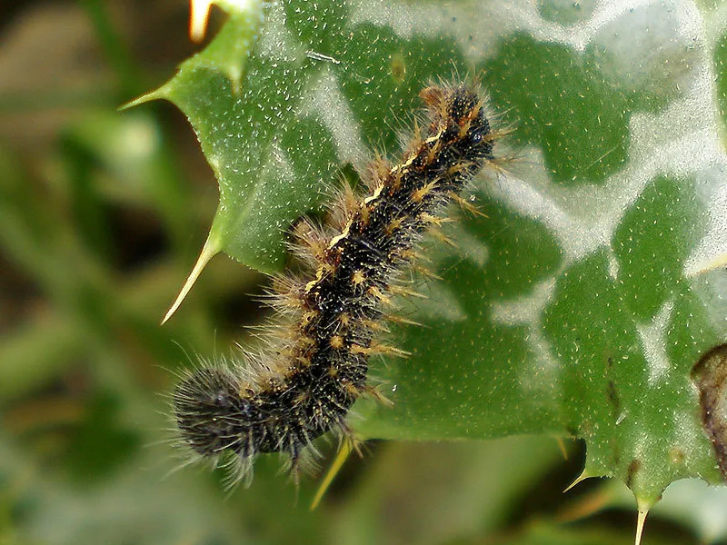 Painted lady caterpillar