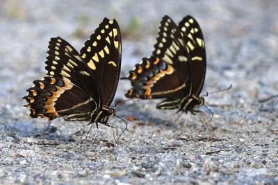Palamedes swallowtail (Papilio palamedes)