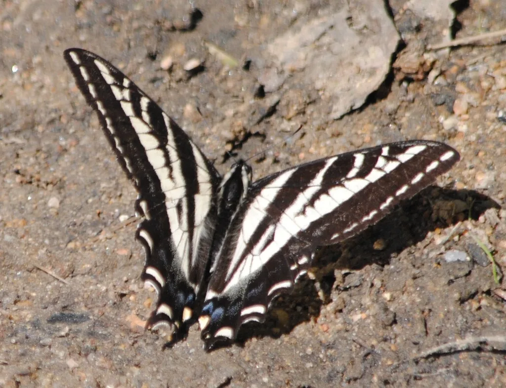 Pale swallowtail (Papilio eurymedon)