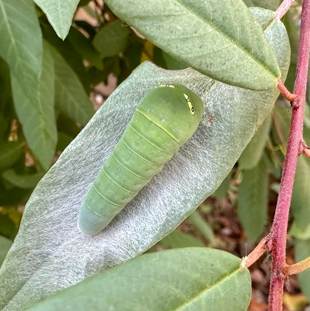 Pale swallowtail caterpillar