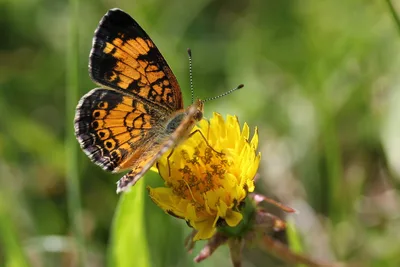 Pearl crescent (Phyciodes tharos)