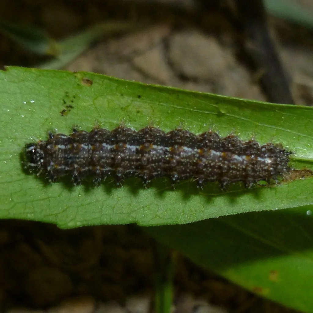 Pearl crescent caterpillar